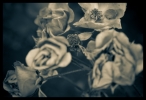 B & W Flowers 02