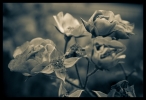 B & W Flowers 03