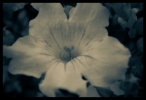 B & W Flowers 04