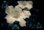 B & W Flowers 05