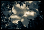 B & W Flowers 06