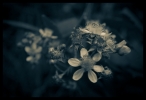 B & W Flowers 13